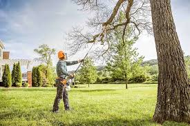 Best Arborist Consultation Services  in Sewalls Point, FL