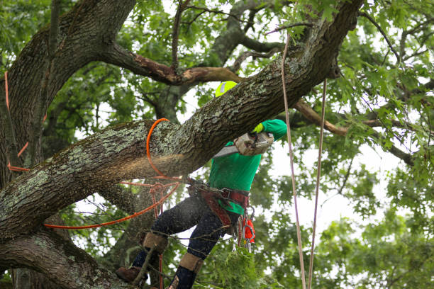 Best Tree Preservation Services  in Sewalls Point, FL