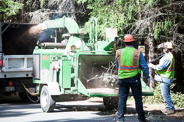 Best Tree Disease Treatment  in Sewalls Point, FL